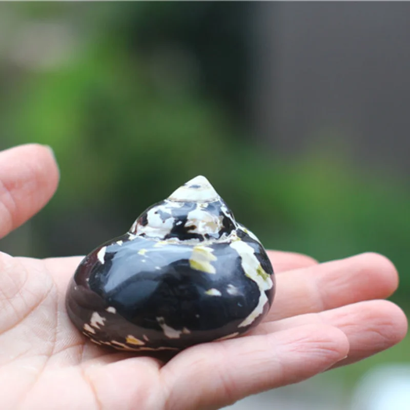 5.5x5cm Natural Shell African Black Gold Conch for Jewelry Making