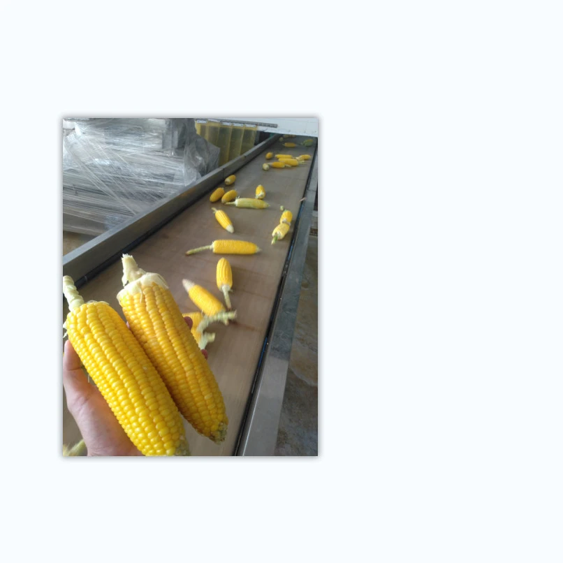 new canned sweet corn vacuum packed Premium Quality