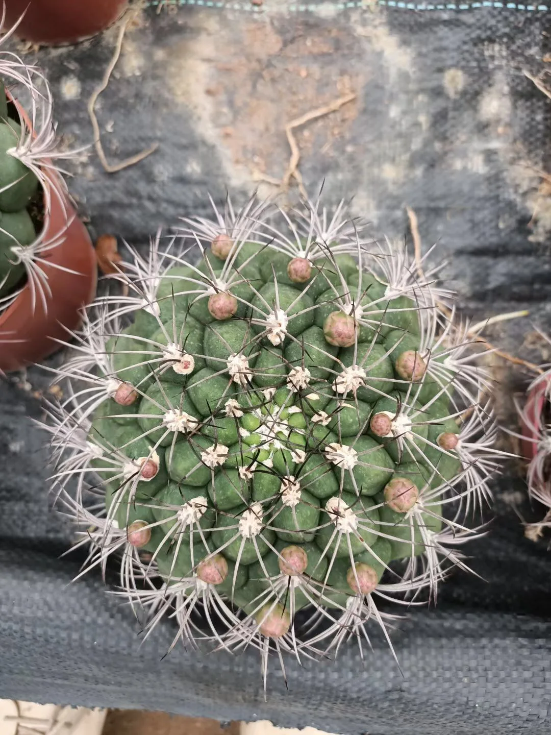 
wholesale woody plant live mini cactus indoor home office decorate blooming cactus bonsai 