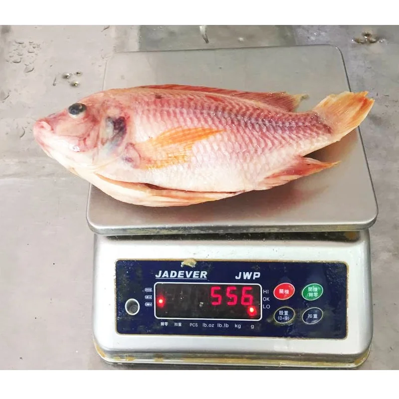 IQF Whole Red Tilapia 10kg Per Carton China Origin Frozen Fish IQF WGS Red Tilapia For Sale