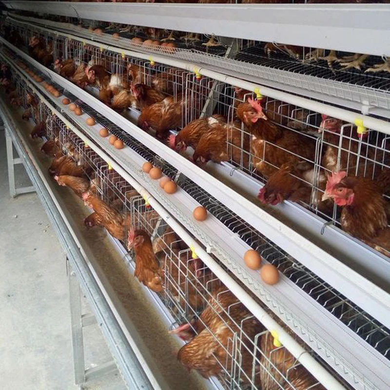 High Quality Chicken Farm Equipment A Type Full Automatic Layer Chicken Cage with Drinking Line