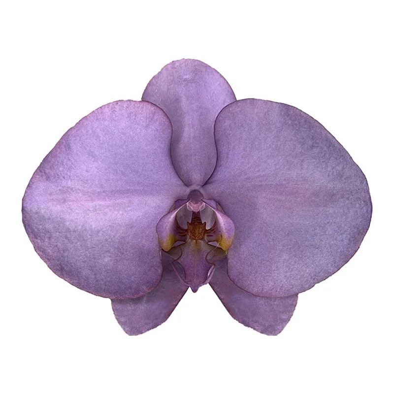 Royal Purple Orchid Butterfly Bouquet Wedding Decoration Fresh Cut