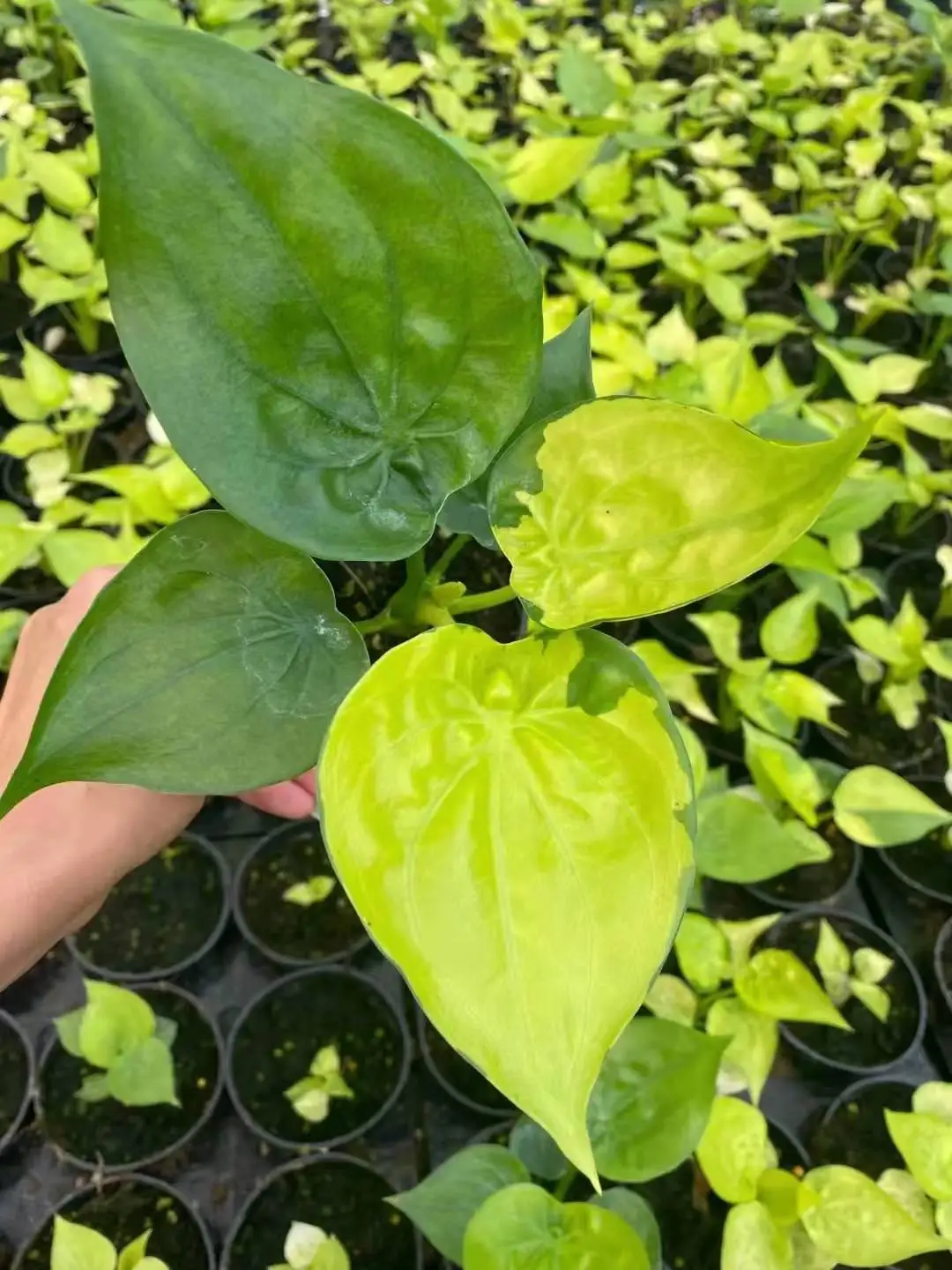 High quality real plants Alocasia aurea plant of indoor plants  Supplier