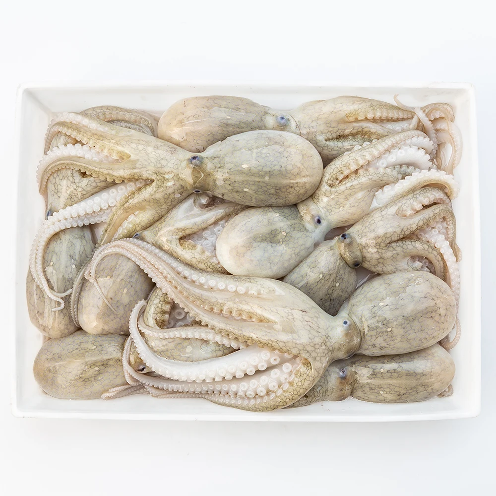 
Frozen Baby Octopus / Baby Octopus IQF 