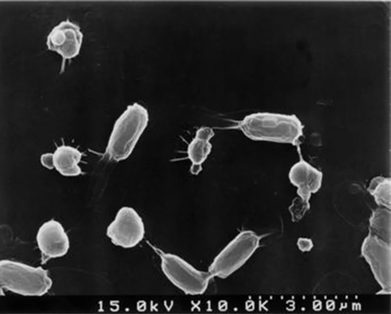 Tablet-Shaped Biologic Killing Products Anti Mosquitoes For Animal