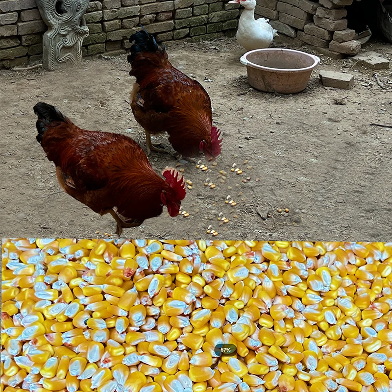 Wholesale farm old corn yellow dry corn kernels