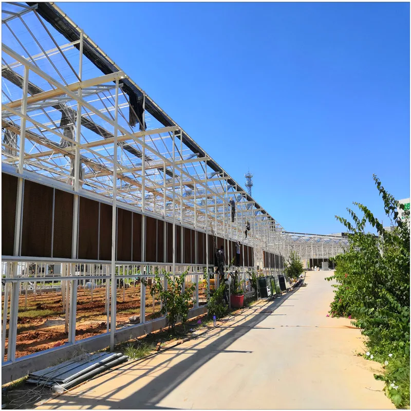 China Factory Price Galvanized Steel Frame Tomato Strawberry Growing Multi Span