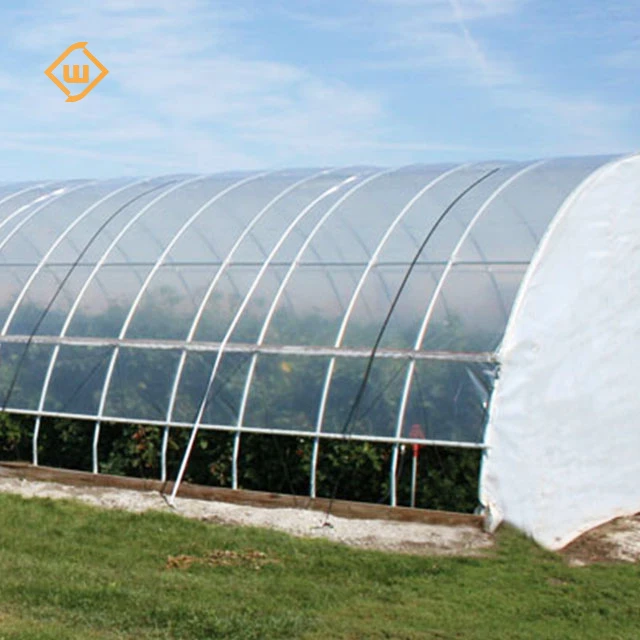 Modern automatic control equipment tomato strawberry single-span plastic film greenhouse