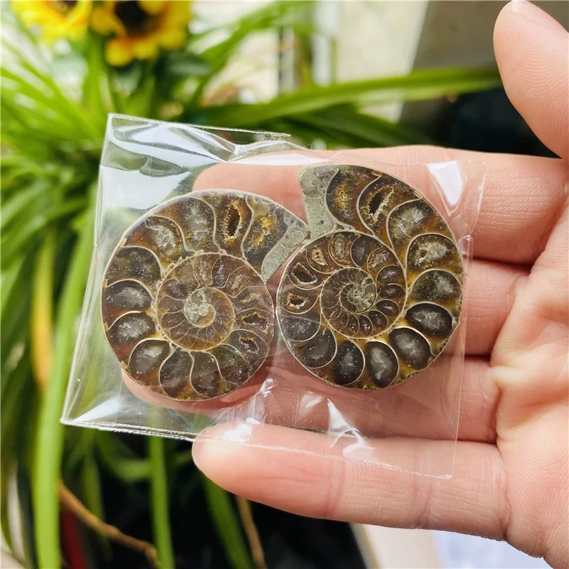 Wholesale Natural Small Size Druzy Geode Shell Snail Ammonite Fossil Pendant For Healing