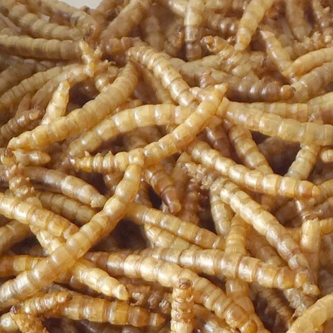 
Healthy Edible 300g Bird Food Dried Mealworms with High Protein 