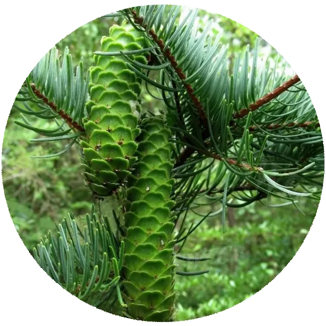 Best price high purity Keteleeria evelyniana seeds easy to grow for useful tropical plant tree seed