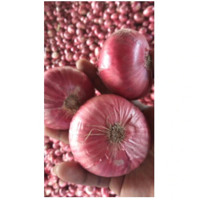 fresh red/rose indian onion