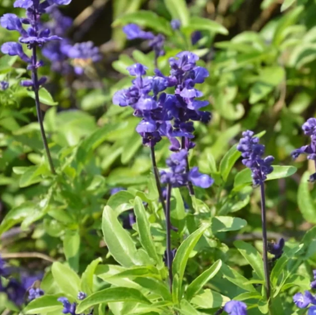 Intense hydration Private Label  Oils Certified Organic Lemon Sweet Orange Ylang  Oils for Sleep and Anxiety