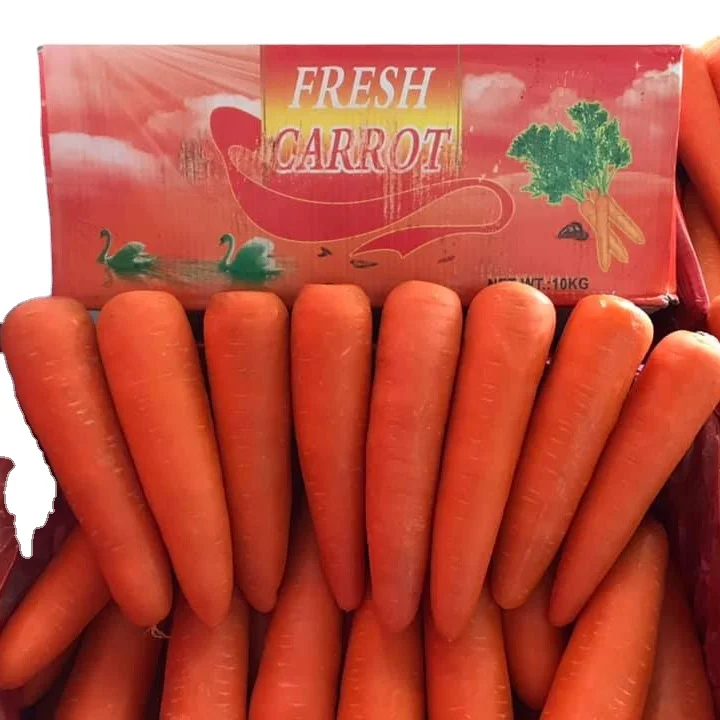 Chinese supplier fresh new season vegetable carrot China carrots wholesale fresh price in China for sale