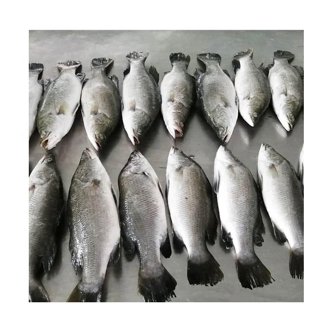 Frozen Seafood Barramundi Frozen Seabass iFish 400-600g