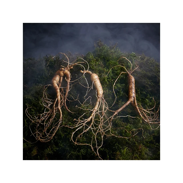 (Samio Corp) лидер продаж органический дикий женьшень корень корейского дикого женьшеня 7 лет Выращенный Котра