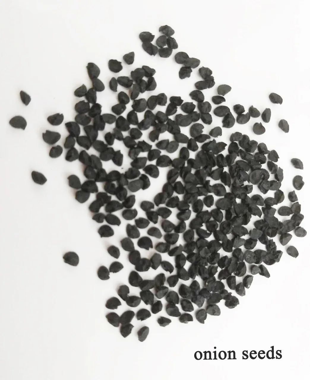 Yellow onion seeds four season vegetable seeds SXO No.5