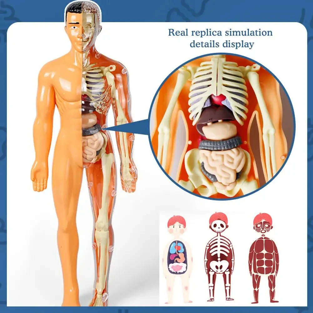 Two Kinds Of 3D Human Body Anatomy Model Children Plastic DIY Skeleton Toy Science Early Learning Aids Educational Toys New