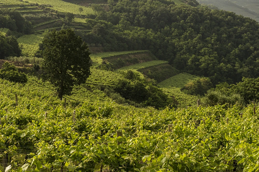 Made In Italy High Quality Glass Bottles 750Ml Intense Ruby Red Italian Sparkling Wine For Wholesale Export