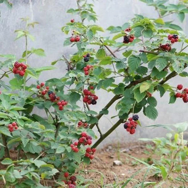 
Red yellow purple black color fruit divided layer Chinese raspberry plants 