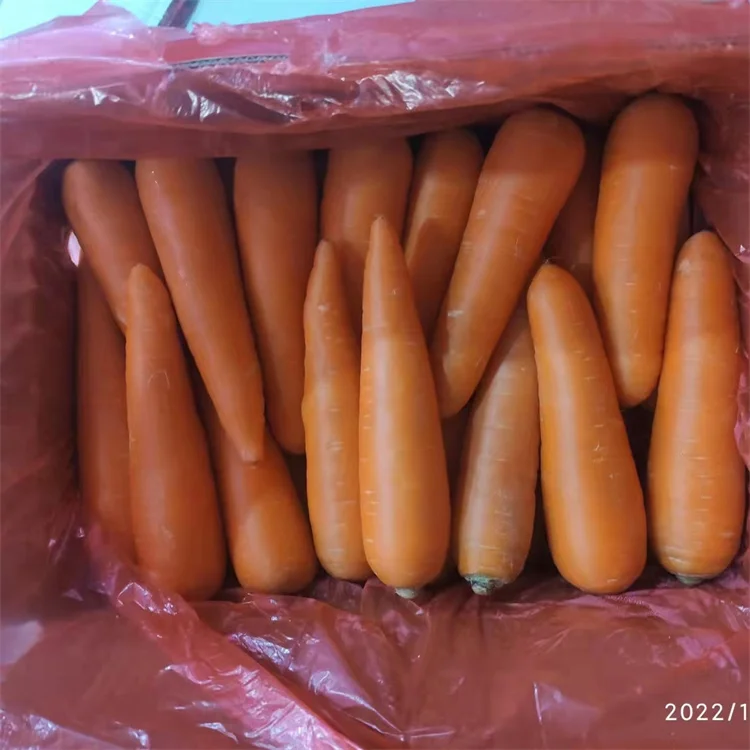 Китайская свежая морковка 4 кг, картонная коробка, экспорт в Дубай, оптовая продажа, конкурентоспособная цена, свежие овощи