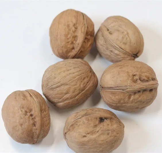 Top Grade Walnuts With Shell Kernel Dried Walnuts