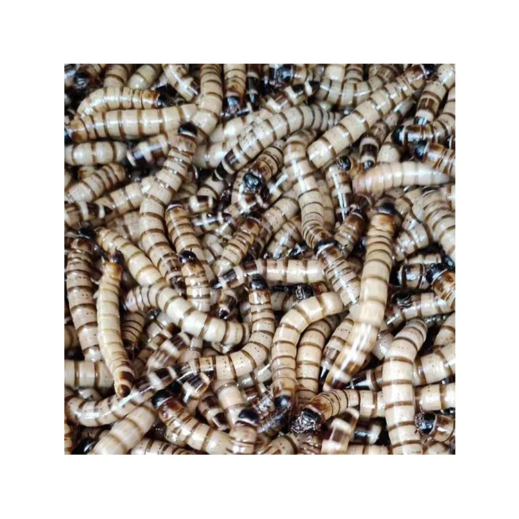 Best quality larvae black soldier fly larvae for fish bird snack food