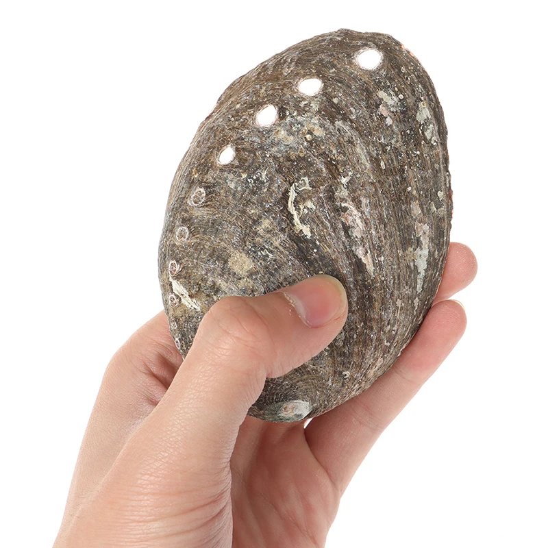 Фабрика Celion оптовая продажа набор для очищения дома растушевки ракушки в