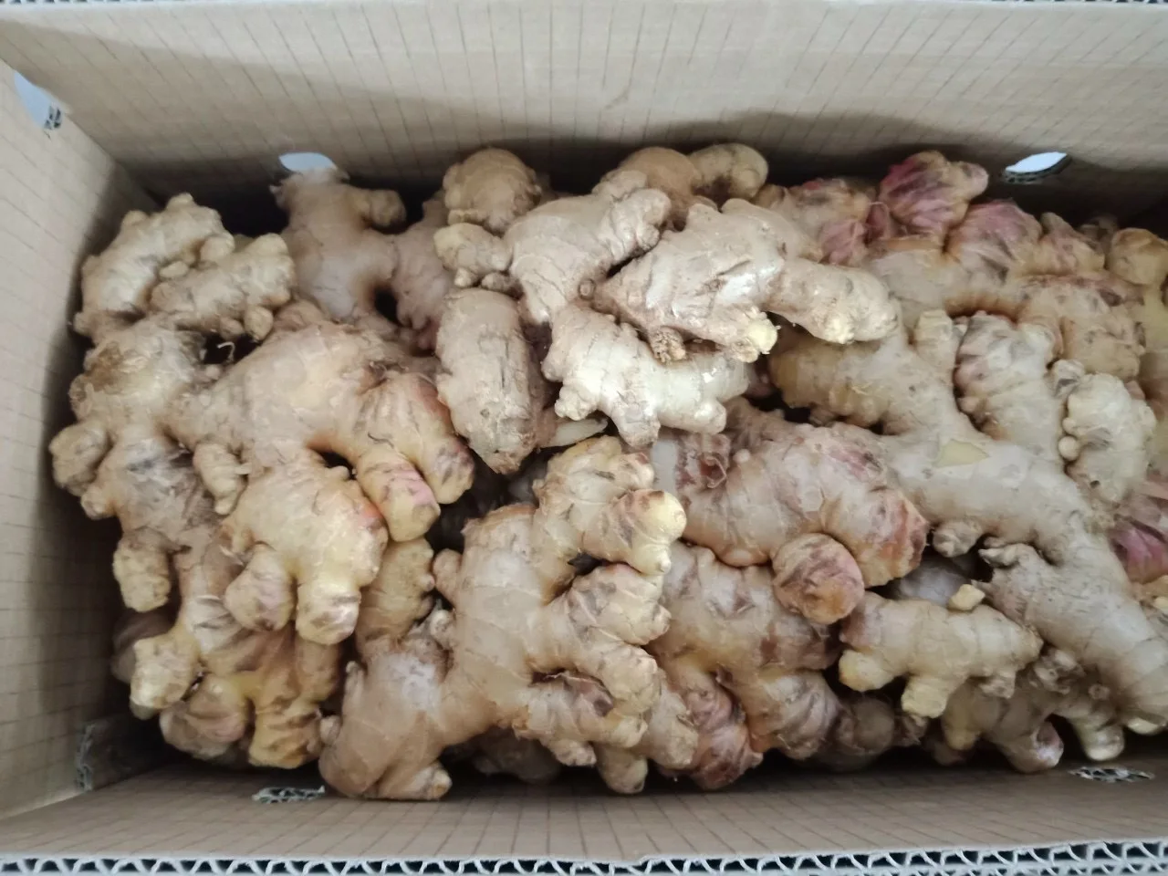 Young Ginger Fresh Vegetable Top Quality Hot Selling Cheap Price Low MOQ Good Brand Wholesaler Custom Logo Package