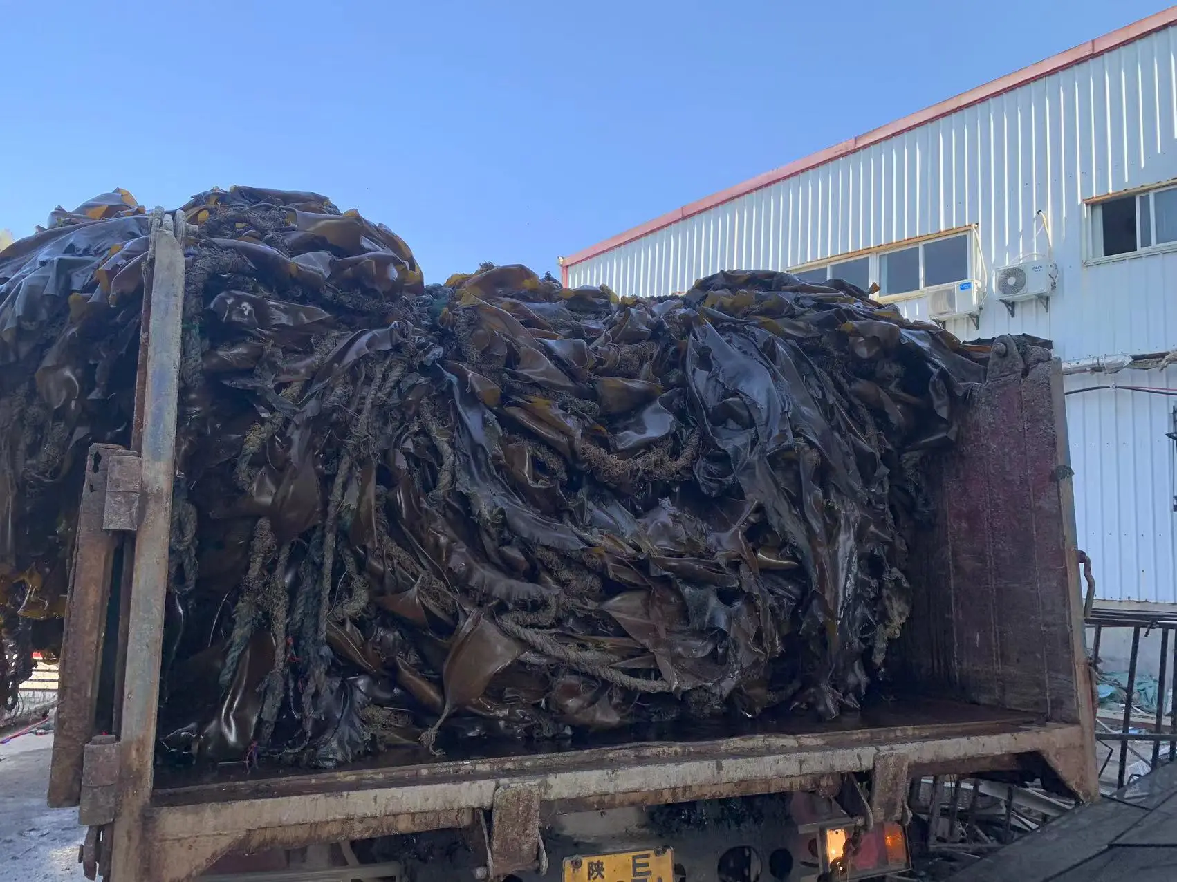 Sea Vegetable  Moss Kombu Dried Sea Kelp Cut