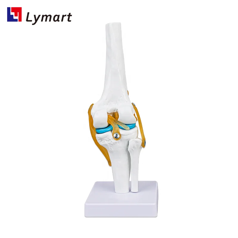 Plastic Artificial 3D Human Knee Joint Model for school