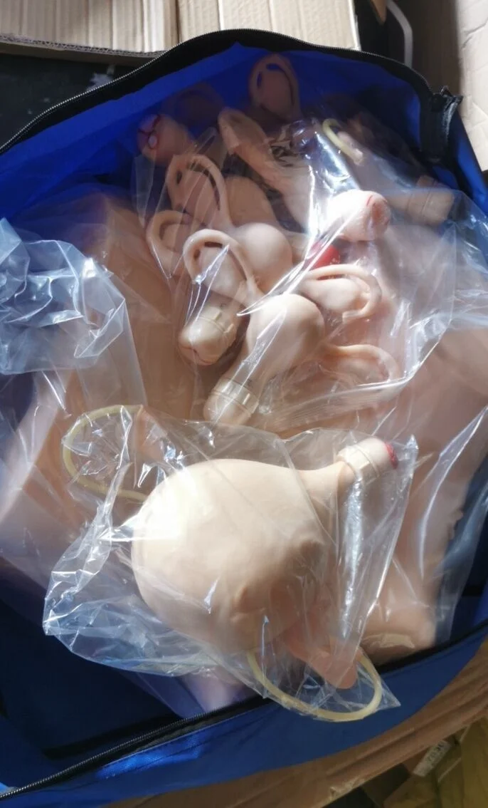 
Gynecological Training Model , Advanced Female Gynecological Simulated Examination Model 