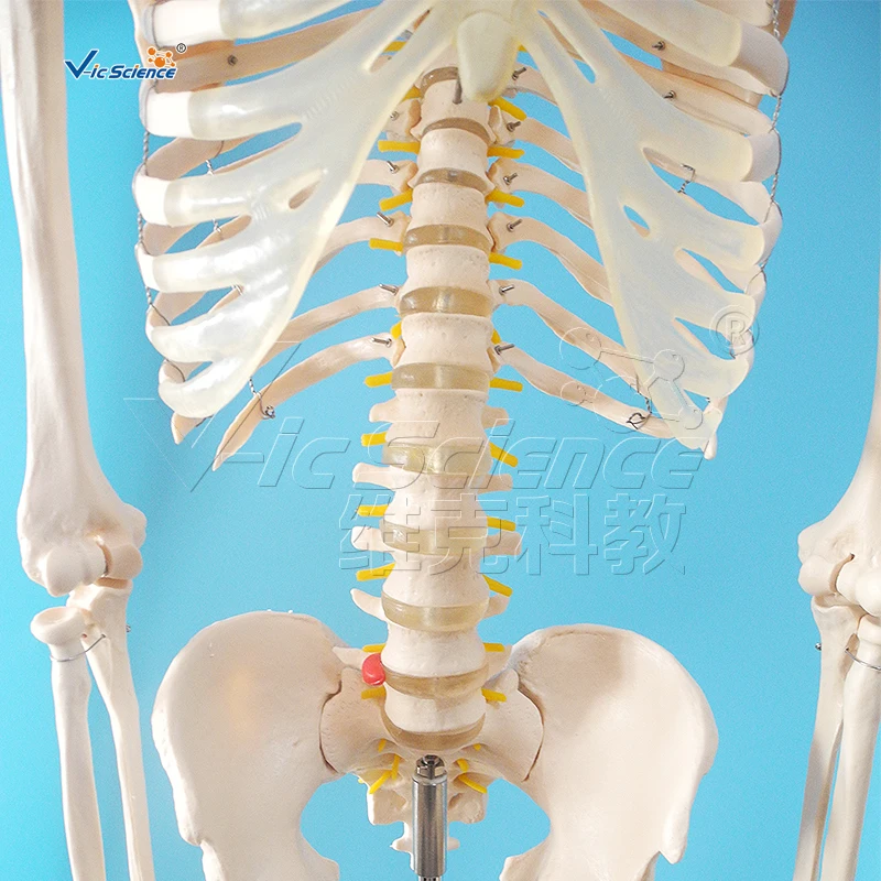 180cm Human Skeleton Model Teaching Model Medical Model
