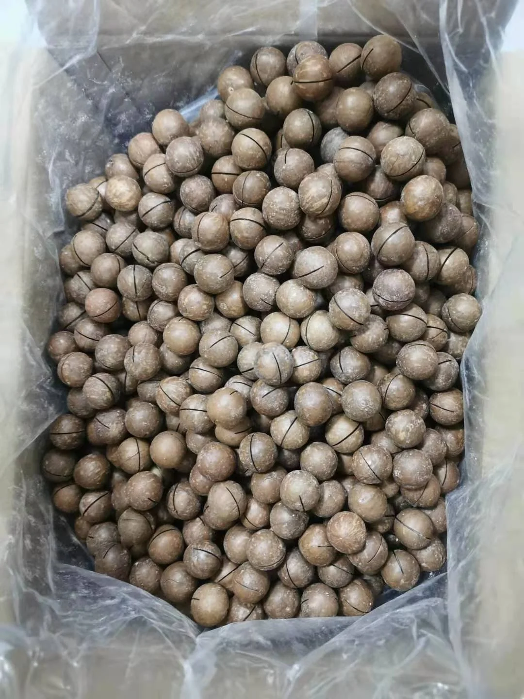 Top Grade Roasted macadamia 100% Natural export macadamia kernels OEM package and flavor