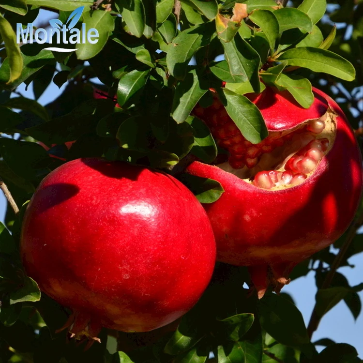 Новый Гранат corp, оптовая продажа, натуральные фрукты класса А, премиум красный гранат