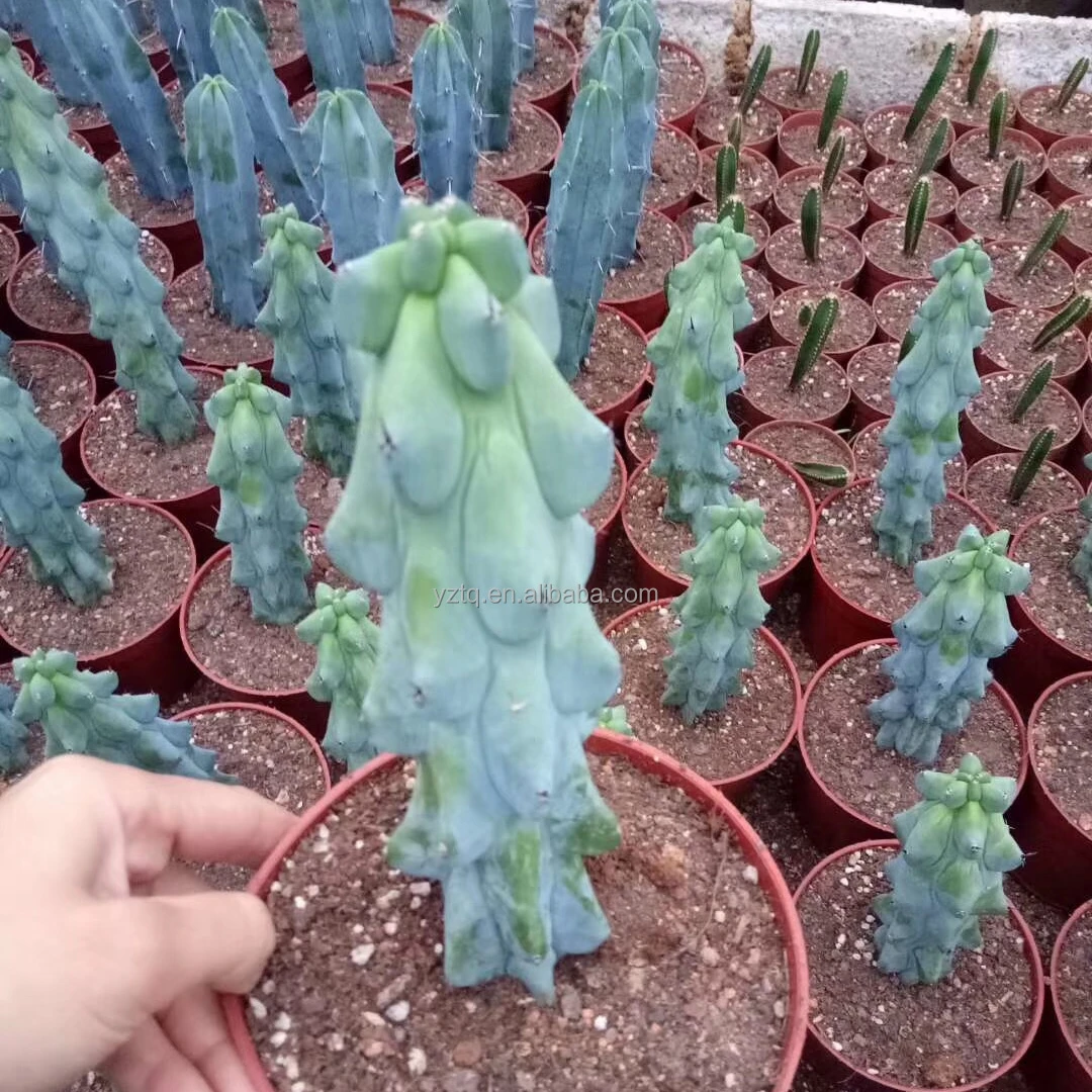 Top sale Natual cactus myrtillocactus geometrizans fukurokuryuzinb Real Cacti home indoor decoration