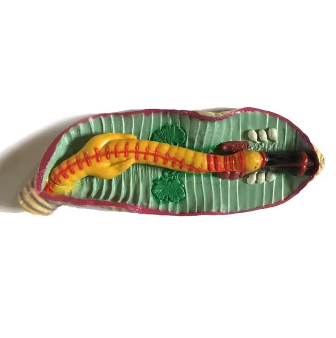  Биология высокое качество и Лучшая цена медицинская модель анатомической модели дождевого червя