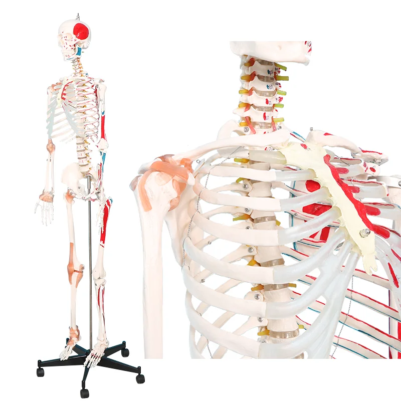 factory Human Skeleton Model Medical anatomy model human skeleton