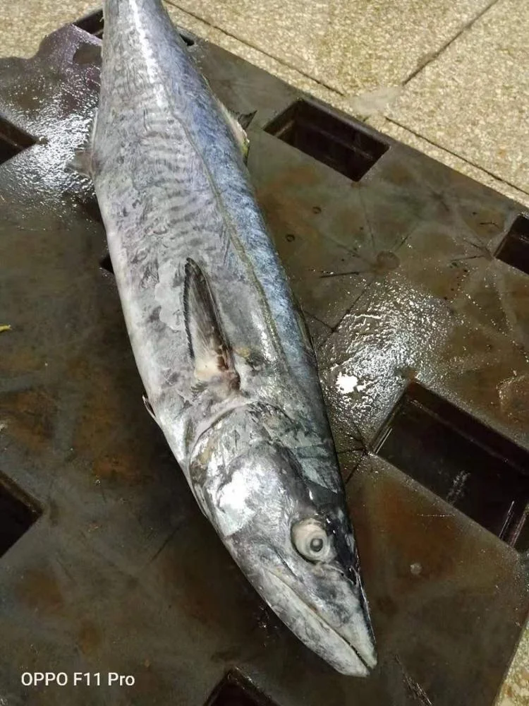 
Frozen Mackel Fish Frozen WR King Fish/Spanish Mackerel/Stripe Mackerel 