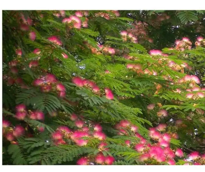 
Beautiful flowers silktree pink silk tree seeds for planting 