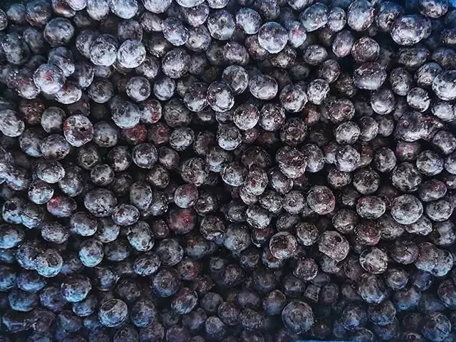 frozen blueberry 3.jpg