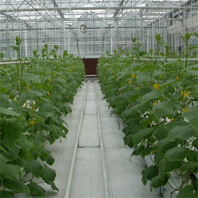 Tempered Glass Venlo Multi-Span Automatic Green House Commercial Hydroponics Glass Greenhouse
