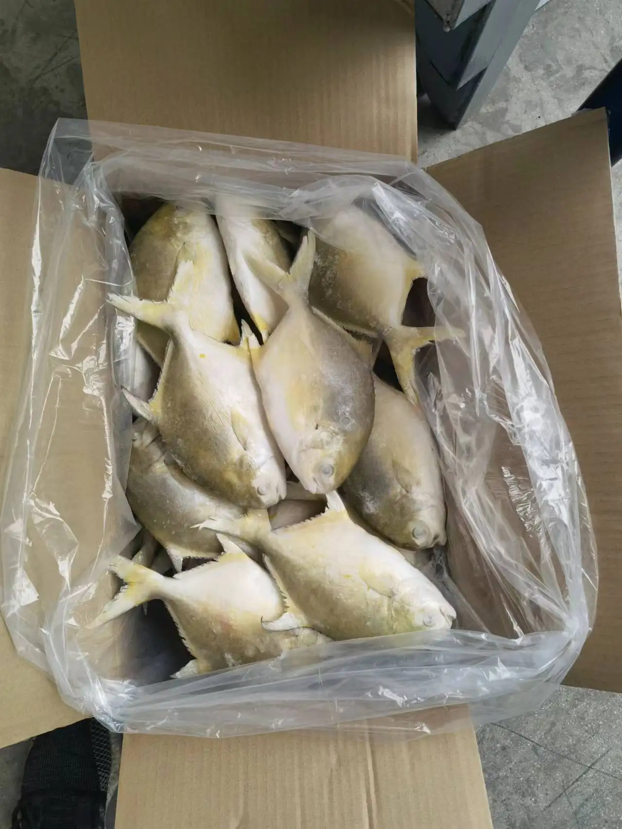 Golden Pomfret factory direct supply