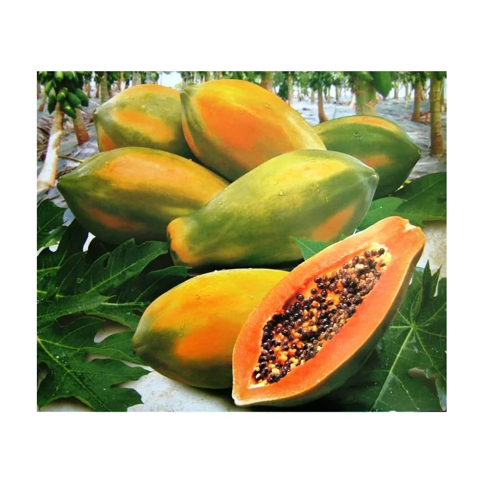 Natural Green Agriculture Health Product Yellow Color Sweet Taste  Paw Sale Online Best Fresh Papaya For Health 2021