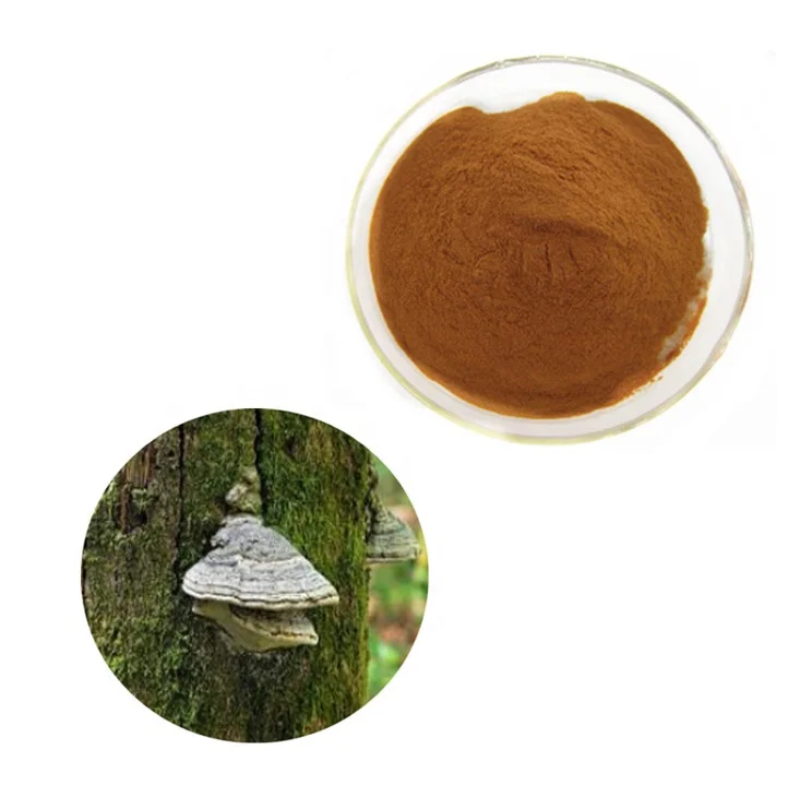 Good Quality Tinder Fungus Extract 30% Polysaccharide Powder