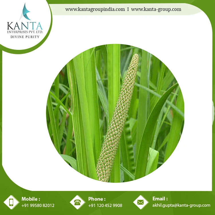 Best Quality Natural and Pure Calamus Essential Oil helps in Improving Digestive System at Affordable Price