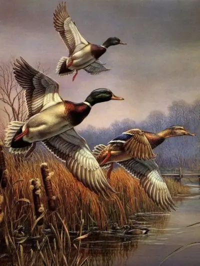 Wall Art Realism Flower and Bird World Portrait Painting Wild Duck Pure Hand-painted Oil Painting with Frame