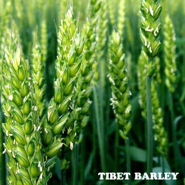 
Qinghai-Tibet Highland Dried hulled barley wholesale price 