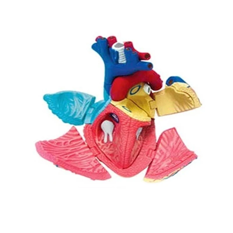 31 Parts 4D MASTER Assembled Human Heart Anatomy Model as Children Toy