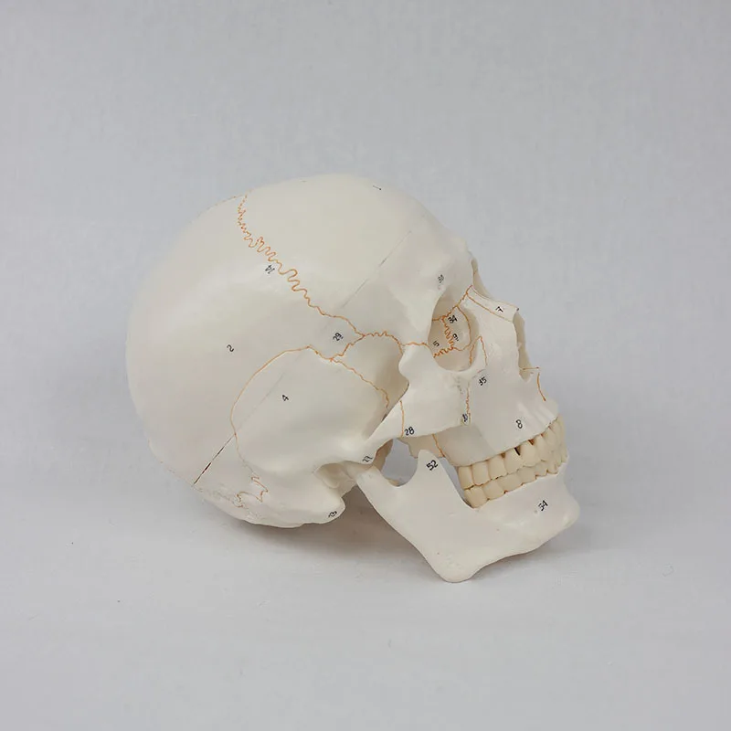 Life Size 3-parts numbered Skull Model with Full Set of Teeth Removable Skull and Articulated Mandible Detailed Product